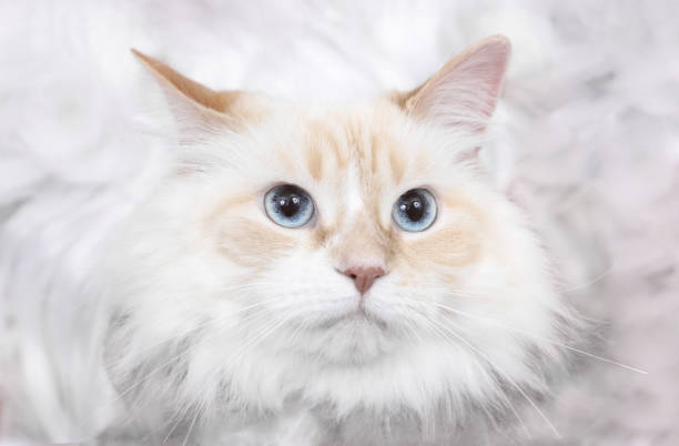 istock face of beauty big cat 2183832189