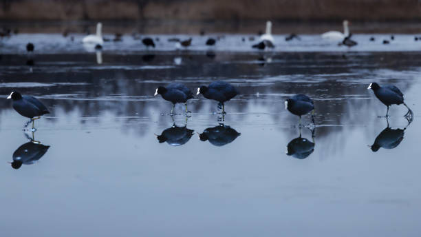 istock Several gliding coots on the ice in winter 2183833108