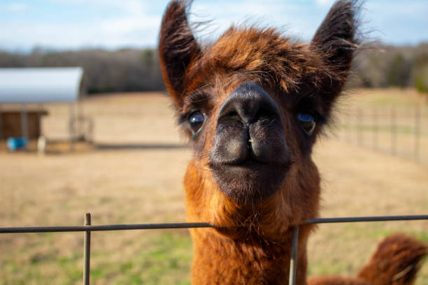 istock Friendly Alpaca in a South Carolina Farm 2183835156