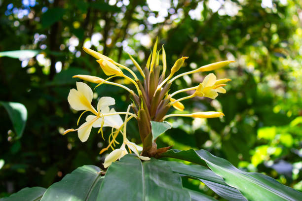 istock Puerto Rican Flower 2183835161