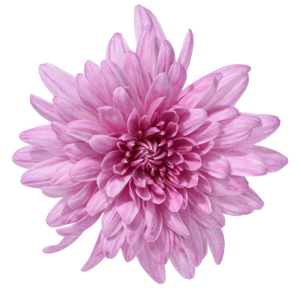 istock Pink chrysanthemum bud on isolated background 2183835473