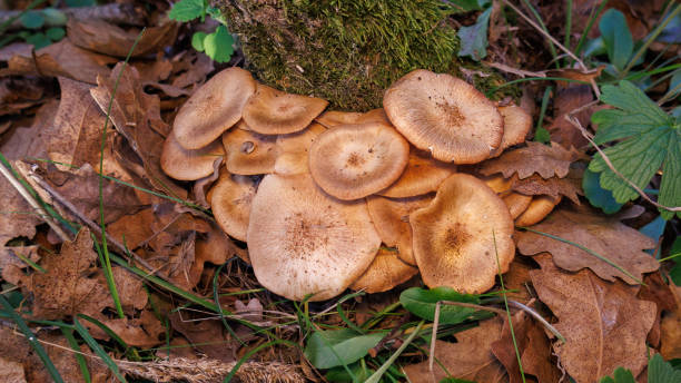 Honey Mushrooms, honey fungus