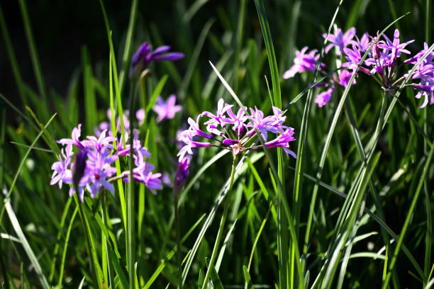 istock The World of Flowers 2183837639