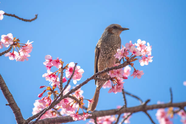 istock Tokyo: Kawazu cherry blossoms and brown-eared bulbuls 2183837694