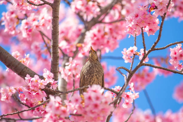 istock Tokyo: Kawazu cherry blossoms and brown-eared bulbuls 2183838182
