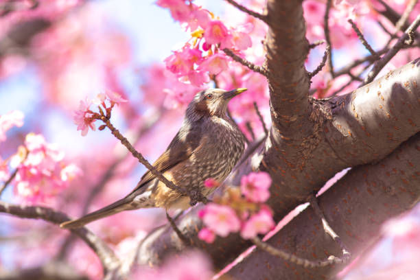 istock Tokyo: Kawazu cherry blossoms and brown-eared bulbuls 2183838385