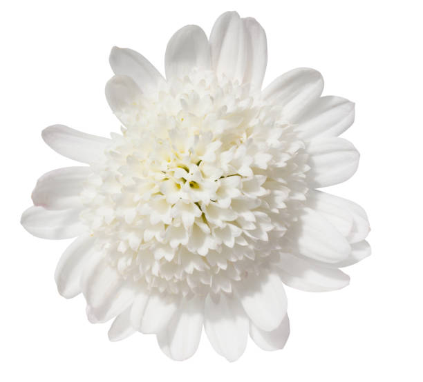 istock White chrysanthemum bud on isolated background 2183838411