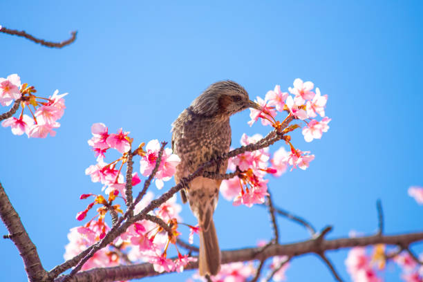 istock Tokyo: Kawazu cherry blossoms and brown-eared bulbuls 2183838657