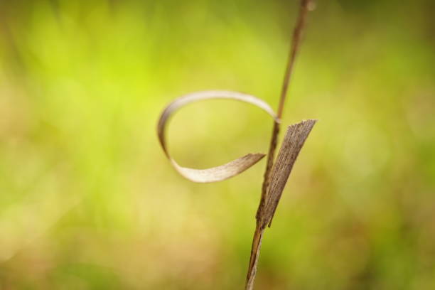 Natural background with dry thin grass in autumn field. Autumnal meadow.