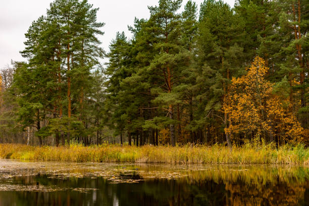 rocks of Karelia on Kayonsaari island on Lake Ladoga