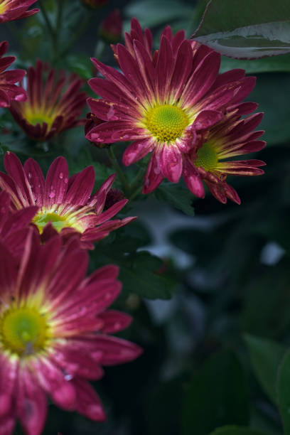 Purple chrysanthemum in bloom with rain drops on them seen up close
