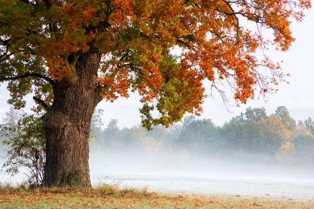 Autumn, tree, fog, meadow