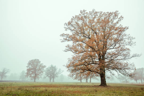 Oak trees, fog, autumn, field