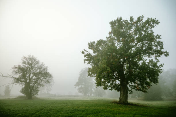 Oak trees, fog, field