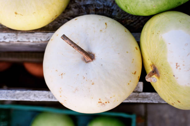 Top view of round white Kalebasse Corsican Calabash gourd
