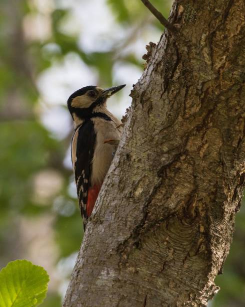 istock Great Spotted Woodpecker in Gotland Sweden 2183843161