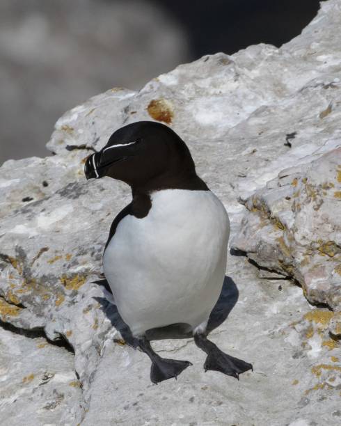 istock Razorbill at Stora Karlso Gotland Sweden 2183843242