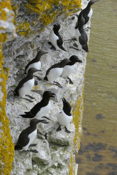 istock Auks on Gotland Sweden 2183843274
