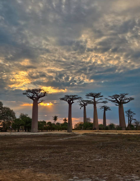 istock Baobab avenue in Madagascar 2183844683