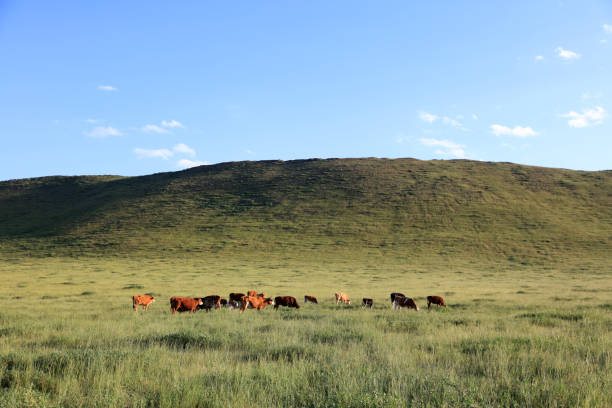 istock A herd of cattle was grazing on the prairie 2183846817