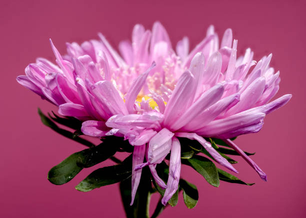 Beautiful blooming pink aster Lady Coral on a pink background. Flower head close-up
