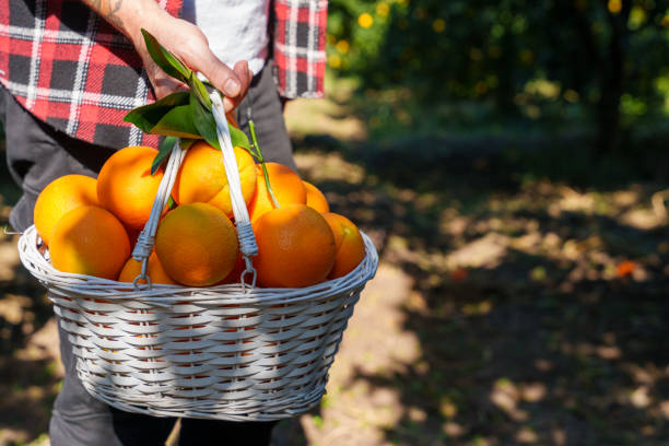 istock Wooden basket orange orchard fresh orange oranges 2183847096