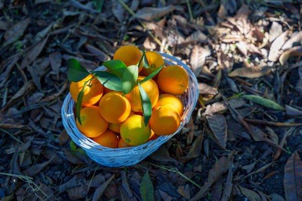 Freshly picked oranges in a white wicker basket, vibrant and colorful. You can see inside the fresh oranges.Ad space and high resolution. Wooden basket orange orchard fresh orange oranges