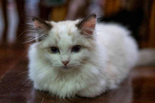 Cute, small Ragdoll cat. 3 months old