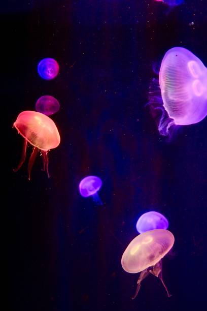 istock Jelly fishes in colour 2183847853