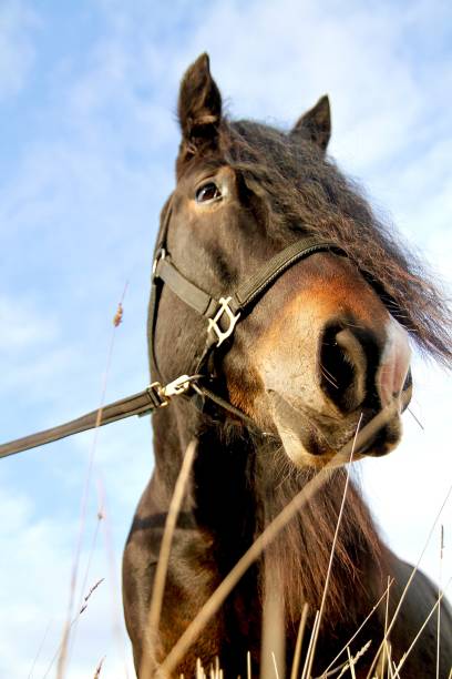 istock North Swedish Horse Gracing Peacefully 2183847939