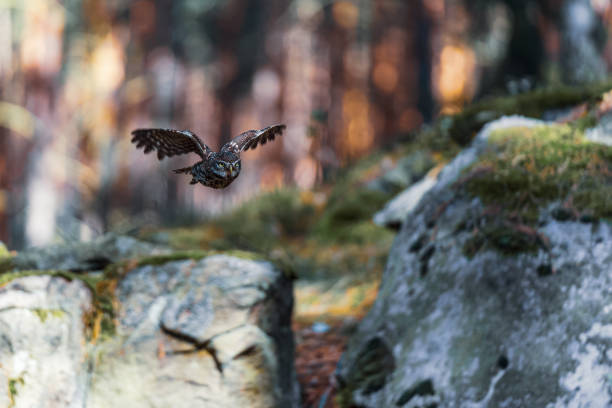 istock Little Owl in Flight Through the Autumn Forest 2183848279