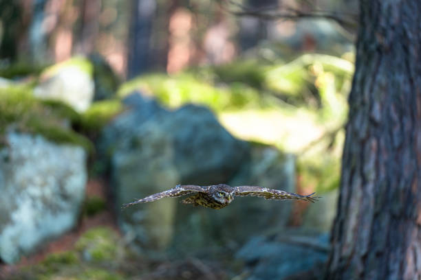 istock Little Owl in Flight Through the Autumn Forest 2183848299