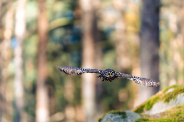istock Little Owl in Flight Through the Autumn Forest 2183848312