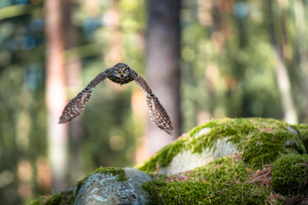 Little Owl in Flight Through the Autumn Forest