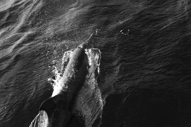 istock Dolphin Breaching in the Atlantic Ocean - Black and White 2183848907