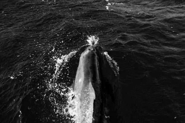 istock Dolphin Breaching in the Middle of the Atlantic Ocean 2183848912
