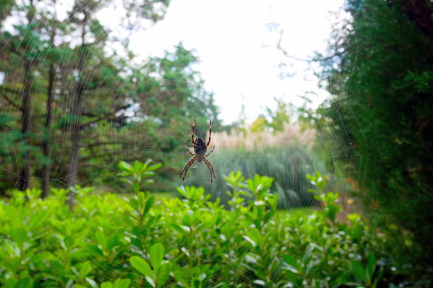 Arboretum Park in Sochi. Green nature in Sochi