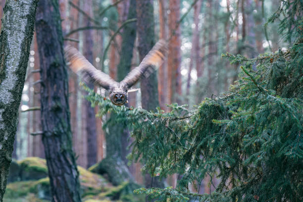 istock Long-eared Owl in Flight with Motion Blur Captured Mid-Action 2183849337
