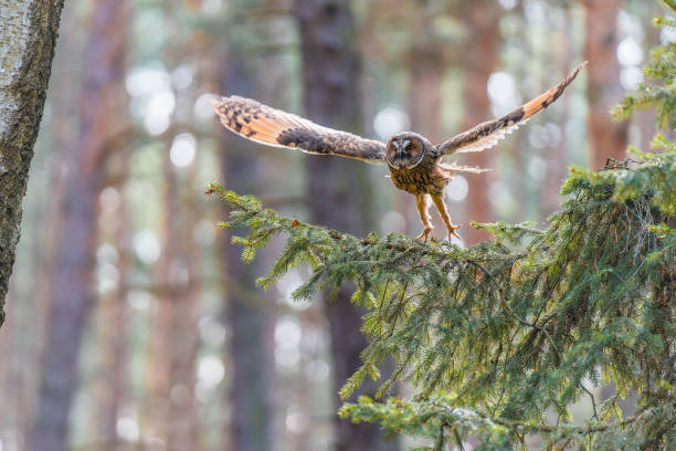 istock Long-eared Owl in Flight with Motion Blur Captured Mid-Action 2183849504