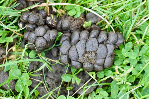 istock Sheep dung on green meadow 2183849533