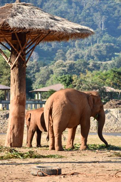 istock Asian elephant enjoying the sun in Thailand 2183849591