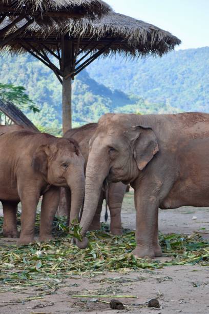 istock Asian elephant enjoying the sun in Thailand 2183849599