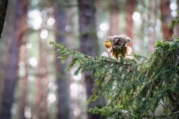 Long-eared Owl Sitting on a Spruce Branch Observing Its Surroundings