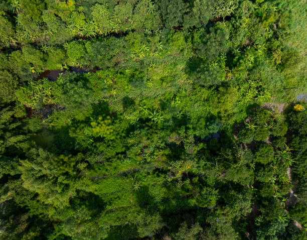 istock Aerial view Tropical Rainforest trees mountains,Top view green forest background 2183849726
