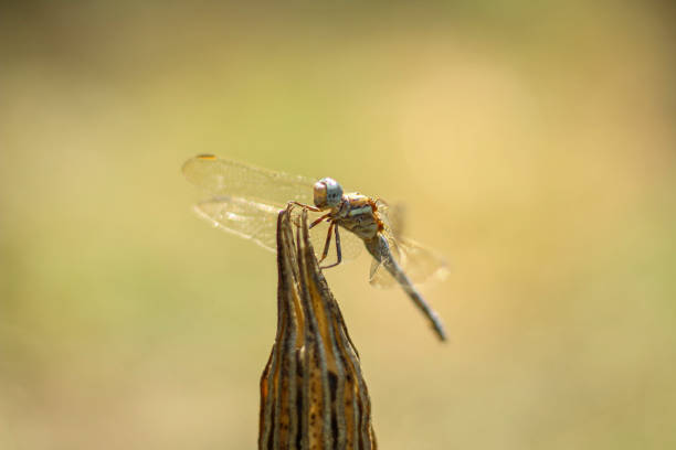 Selective focus. Dragonfly on dry plant in nature.