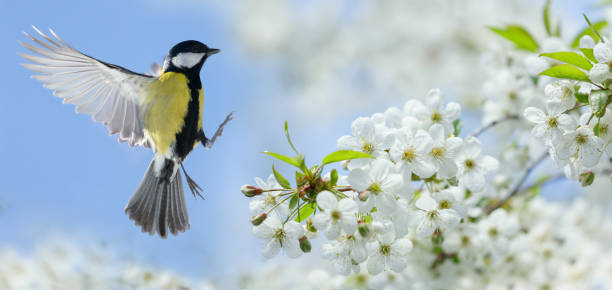 istock Little bird flies over blossom cherry tree. Great tit, parus major 2183853444