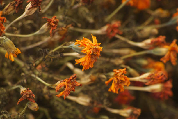A bush of wilted marigolds during autumn. Close up.