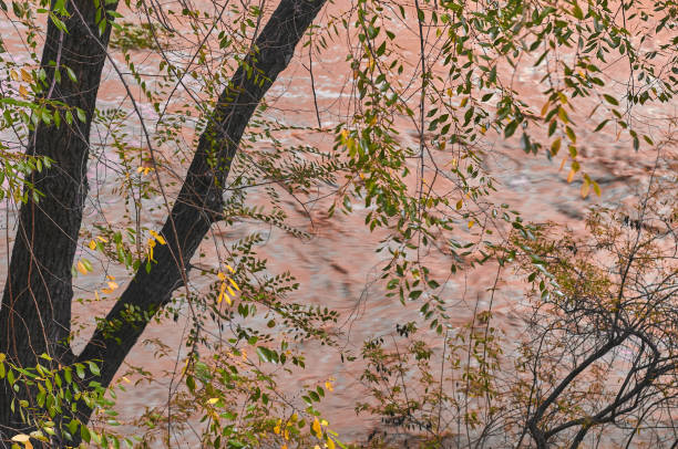 A serene creek flows through a forest, with lush green leaves and autumn colors adding to the peaceful atmosphere.