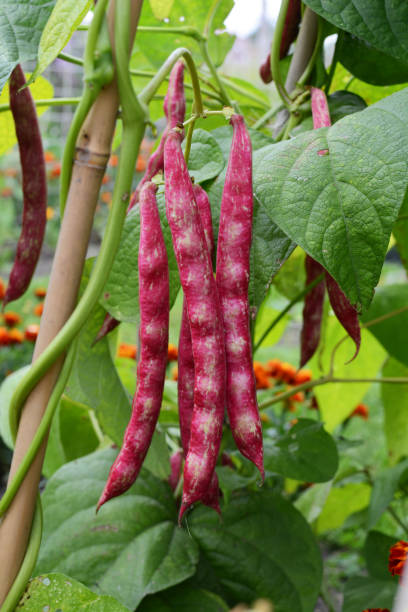 istock Red cranberry bean pods hang on vines 2183856886