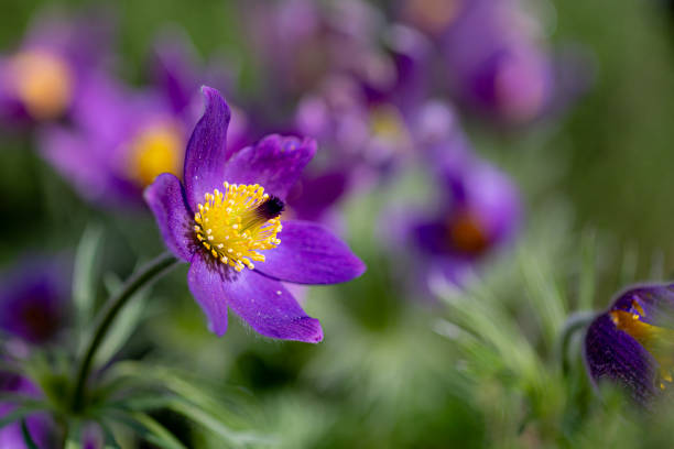Close-up of a blue pasqueflower (Pulsatilla pratensis) in front of others in a blurred background